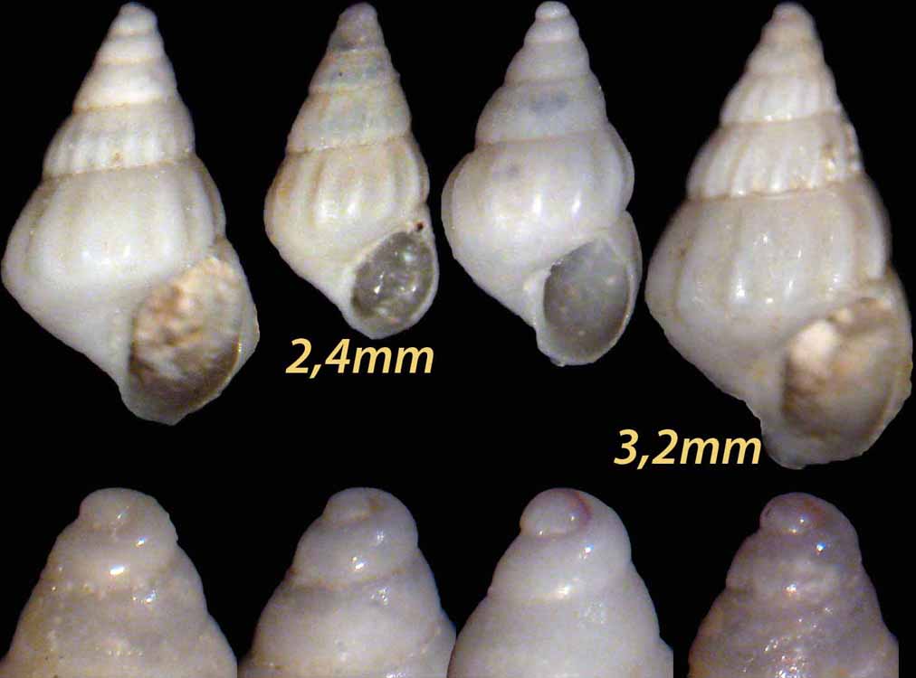 Djerba - Pusillina munda?